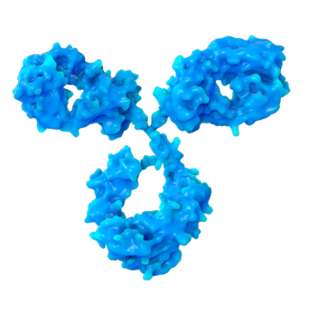 3D antibody structure